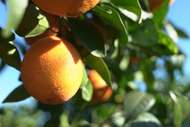 MERCADONA COMERCIALIZARÁ ESTE AÑO 131.000 TONELADAS DE NARANJA NACIONAL