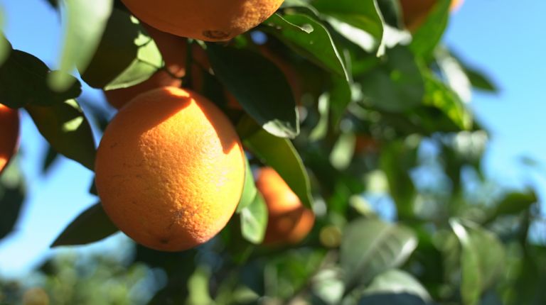 MERCADONA COMERCIALIZARÁ ESTE AÑO 131.000 TONELADAS DE NARANJA NACIONAL